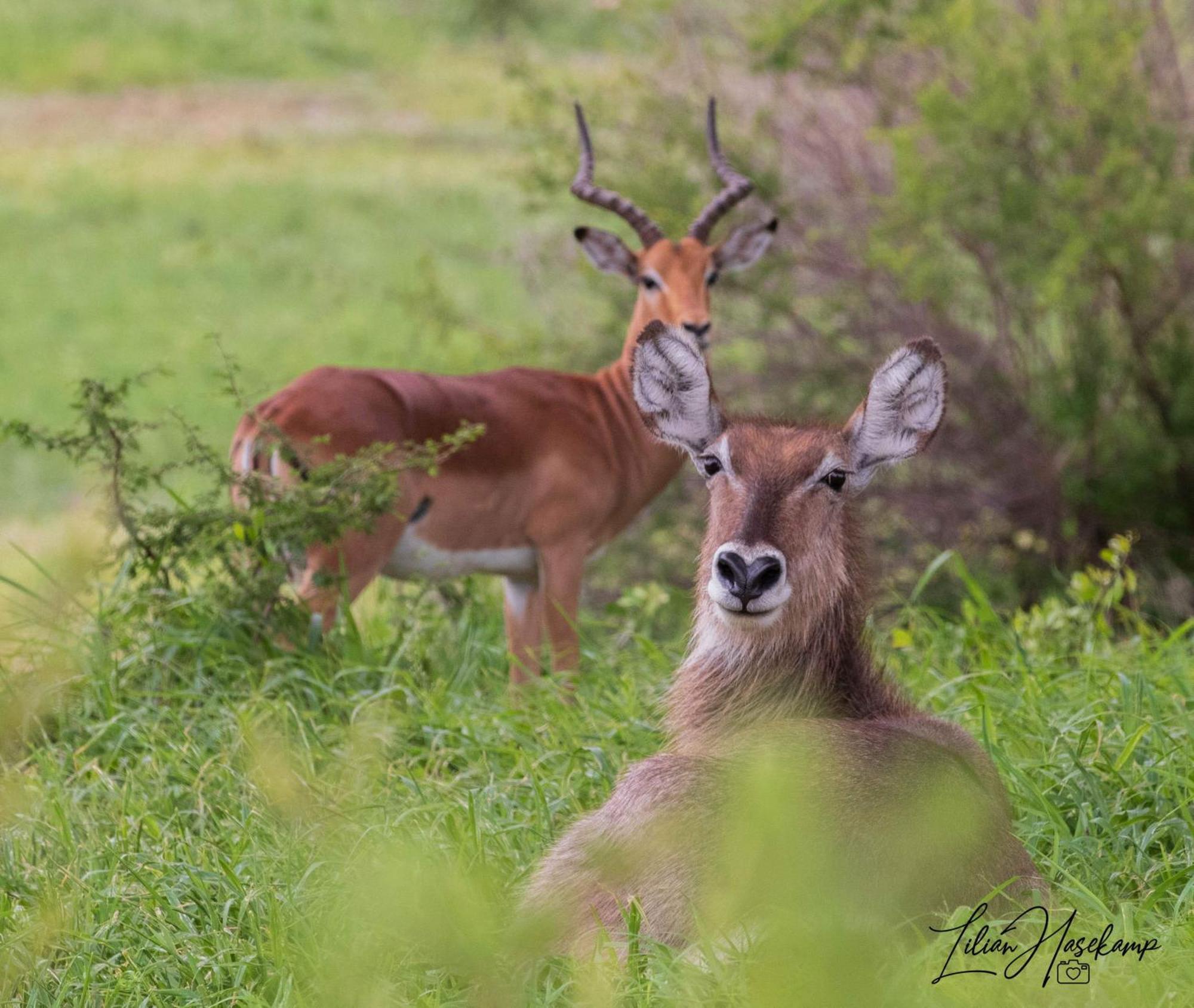 Hasekamp Family Bush Lodge Hoedspruit Εξωτερικό φωτογραφία