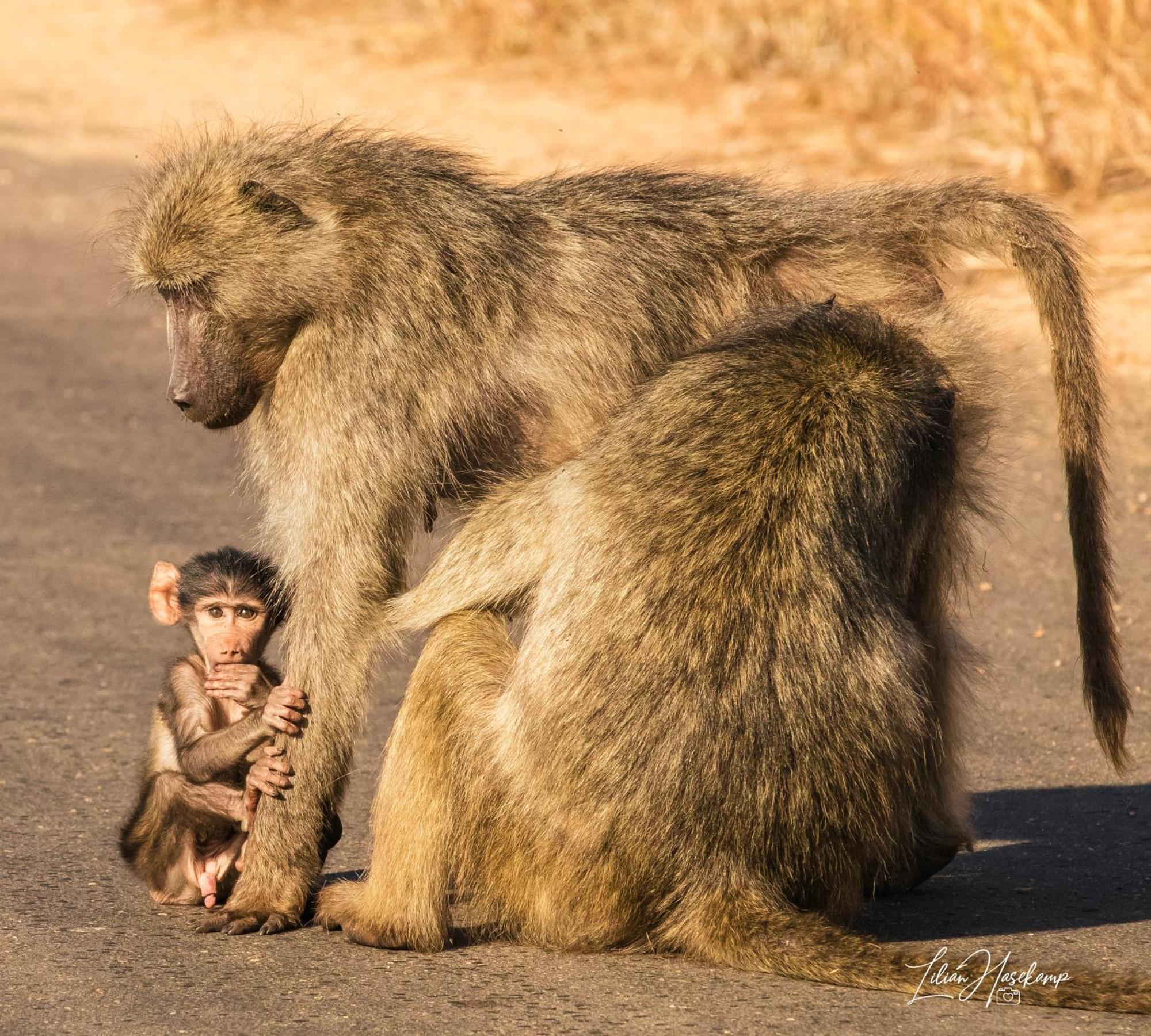 Hasekamp Family Bush Lodge Hoedspruit Εξωτερικό φωτογραφία